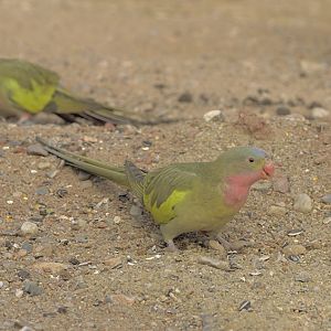 Priness of Wales parakeets
