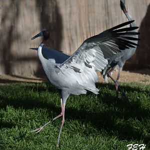 sarus crane dance