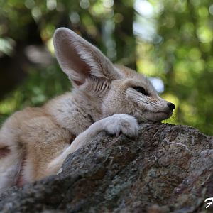 fennec fox