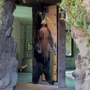 lifesize grizzly chart