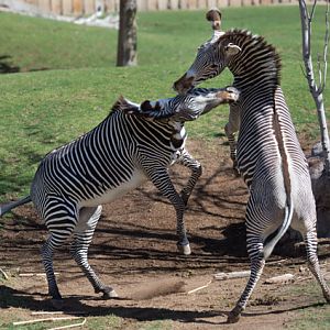 grevy zebras sparring