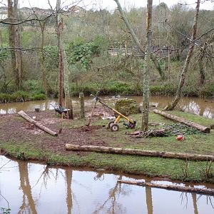 Orangutan Island, 19 February 2014