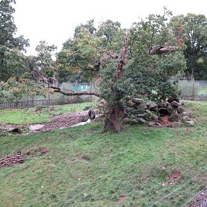 European brown bear enclosure