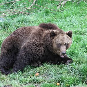 European brown bear