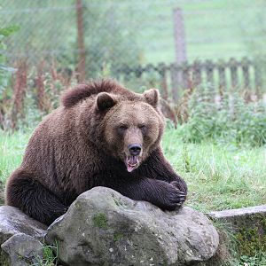 European brown bear