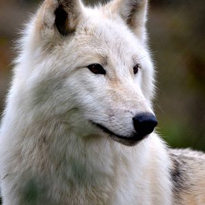 White Wolf at Woodside Wildlife & Falconry Park in Lincolnshire