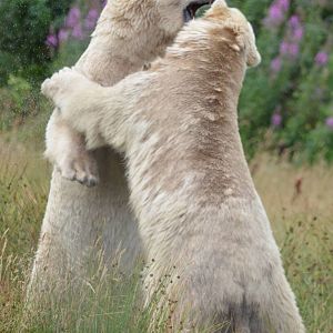 Polar Bears