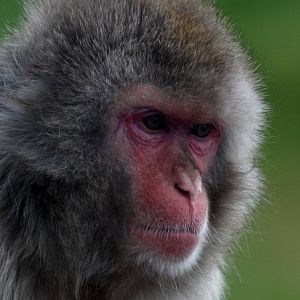 Japanese macaque ( Snow Monkey )