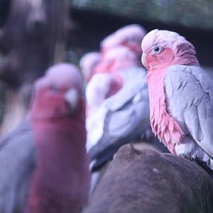 Roseate Cockatoo at Blackpool Zoo, 20/02/14