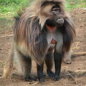 Gelada Baboon