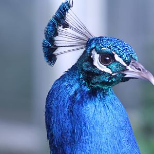 Indian Peafowl at Blackpool Zoo, 20/02/14