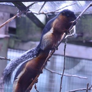 Prevosts Squirrel at Blackpool Zoo, 20/02/14