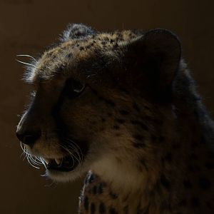 Cheetah