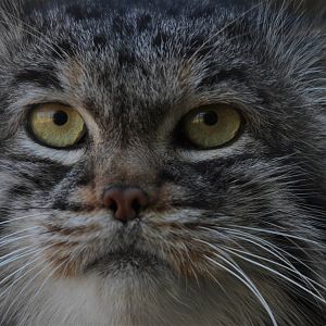 Pallas Cat