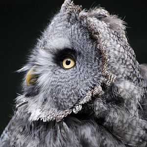 Great Grey Owl