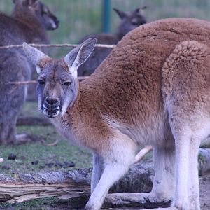 Red Kangaroo at Blackpool Zoo, 20/02/14