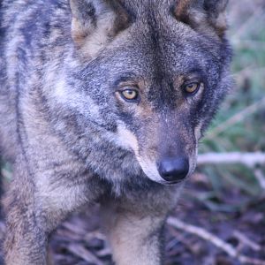 Iberian Wolf at Blackpool Zoo, 20/02/14