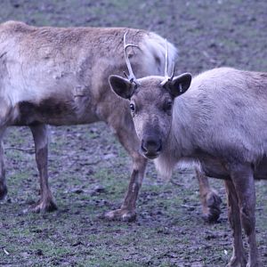 Reindeer at Blackpool Zoo, 20/02/14
