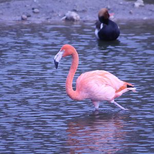 Caribbean Flamingo at Blackpool Zoo, 20/02/14