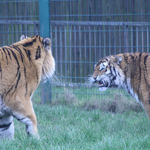 Amur Tiger pair at Blackpool Zoo, 20/02/14