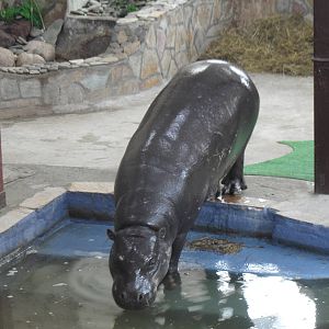 Pygmy hippo