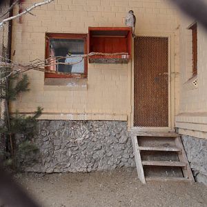 Saker falcon exhibit