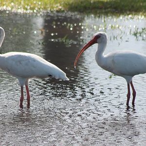 American white ibisses