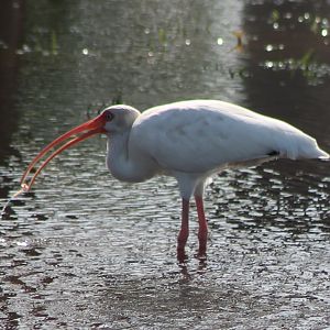 American white ibis