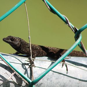 Anolis ID