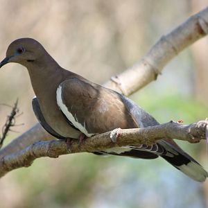 White-winged dove
