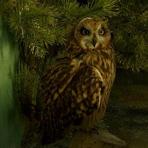 Short-eared owl indoors
