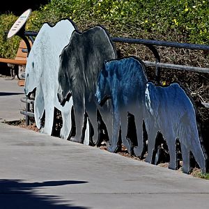 bear size comparison