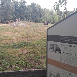 Prairie/Northwoods - Bison
