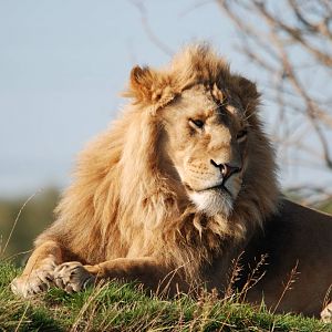 Male lion
