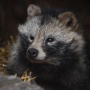 Raccoon Dog