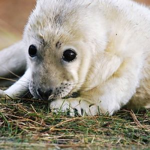 Grey seal pup, Cuteness itself !!