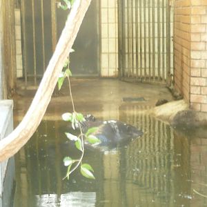 Pygmy Hippo mother and baby