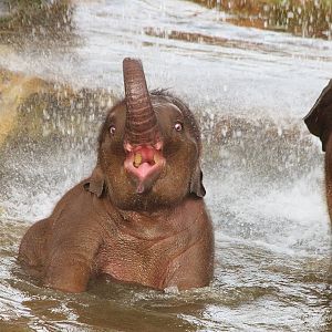 Asian Elephant calf at play