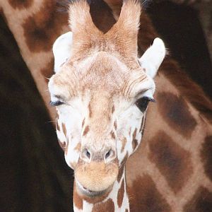 Winking Giraffe