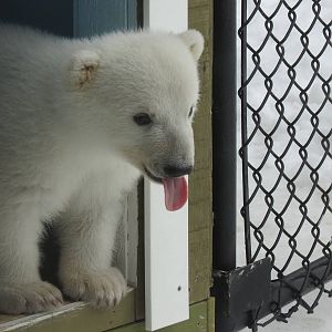 Polar Bear Cub