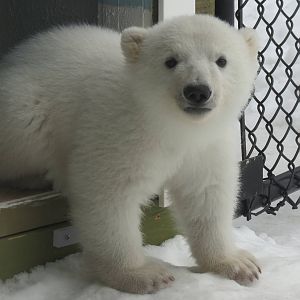 Polar Bear Cub