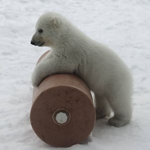 Polar Bear Cub