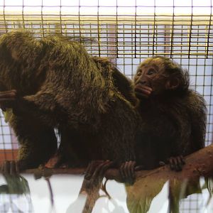 Young Saki Monkey with mum