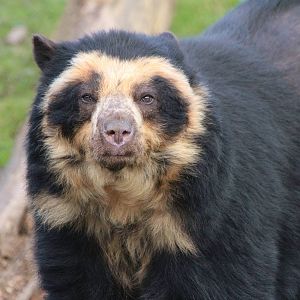 Spectacled Bear