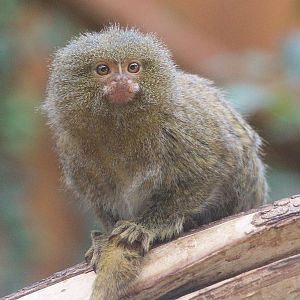 Pygmy Marmoset