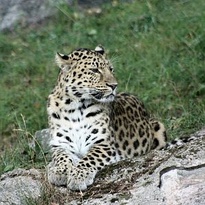 Parken Zoo summer 2013