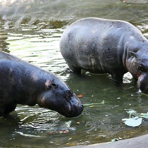 Parken Zoo summer 2013