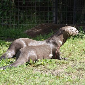 Parken Zoo summer 2013