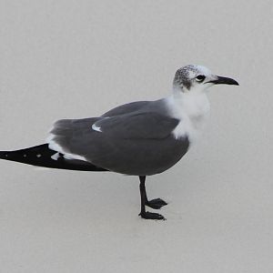 Gull ID