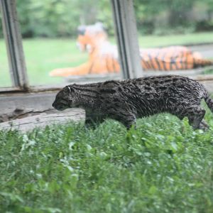 Parken Zoo summer 2013